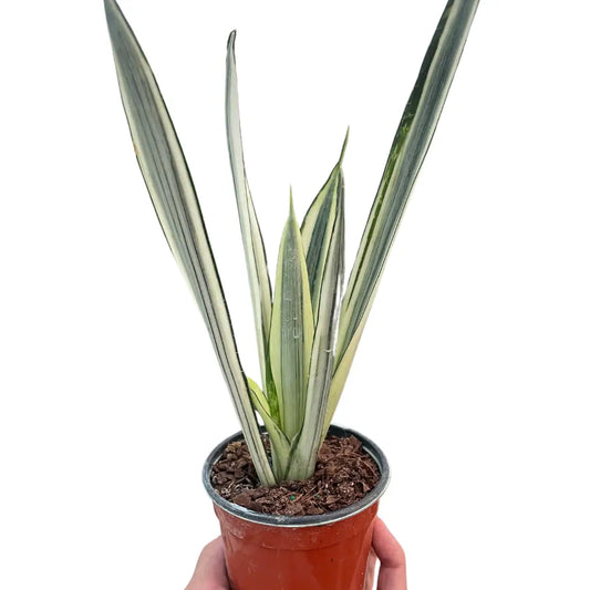 Snake ’Bantel’s Sensation’ - House Plant Shop