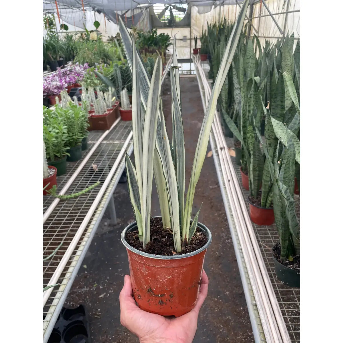 Snake ’Bantel’s Sensation’ - House Plant Shop