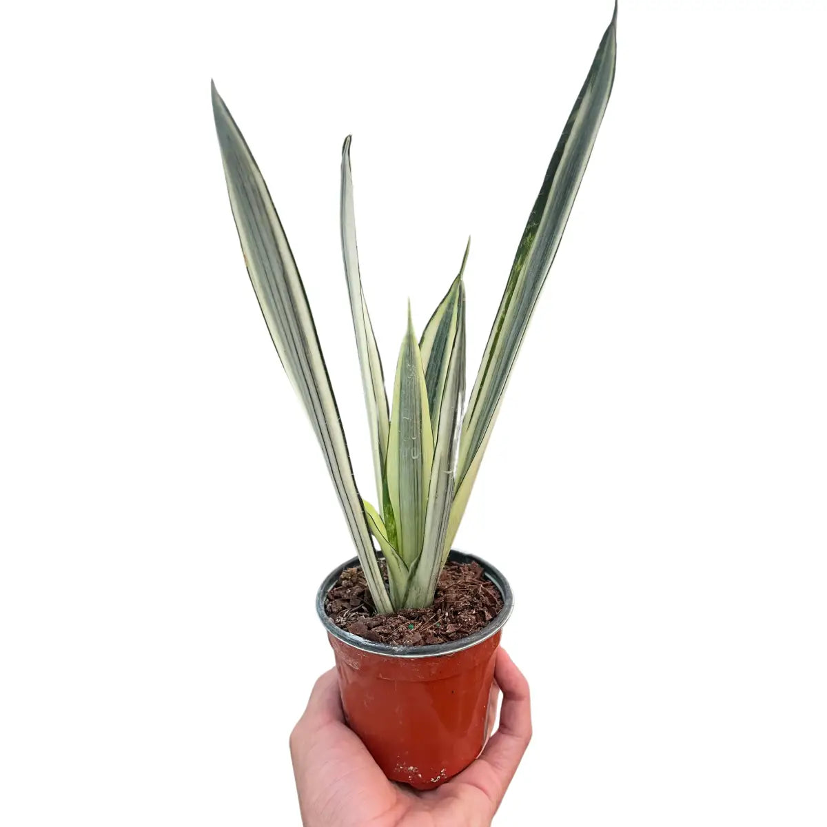 Snake ’Bantel’s Sensation’ - House Plant Shop