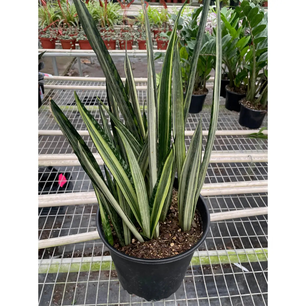 Snake ’Bantel’s Sensation’ - House Plant Shop
