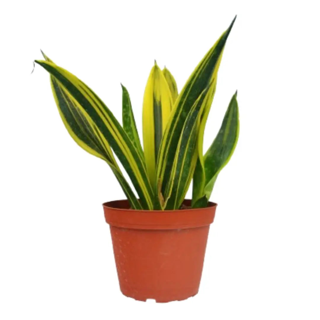Snake Plant - ’Gold Flame’ - 4’’ Pot - House Plant Shop