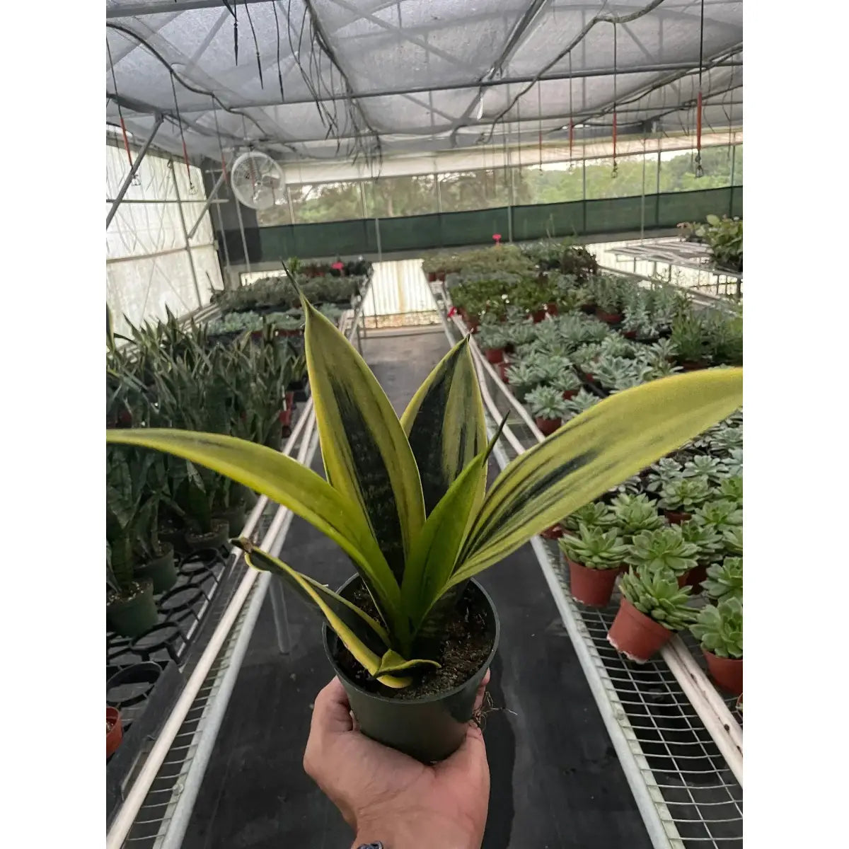 Snake Plant - ’Gold Flame’ - House Plant Shop