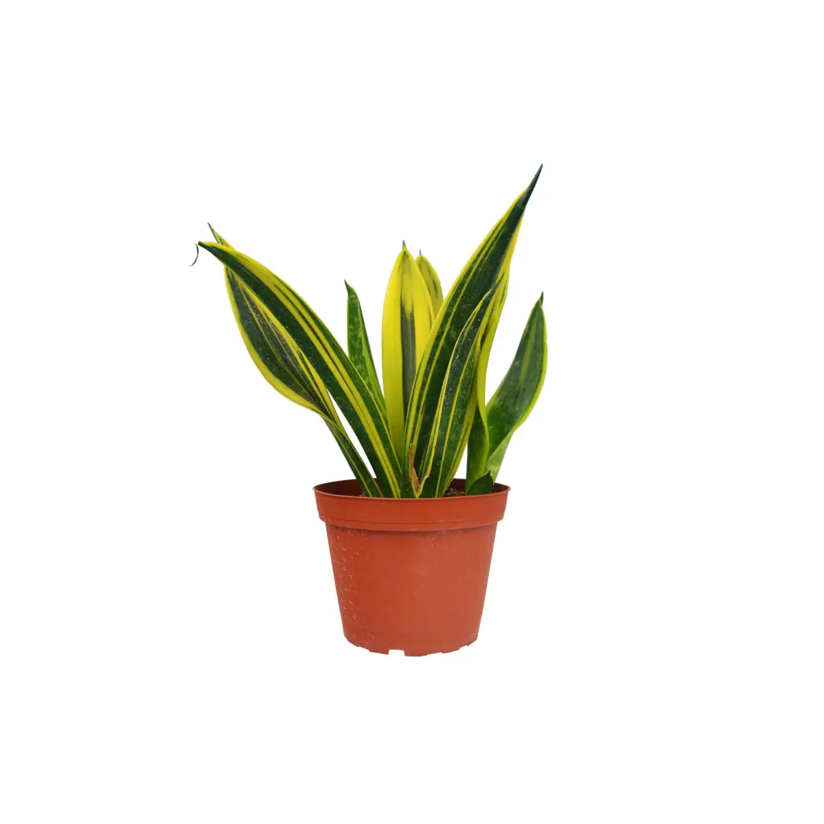Snake Plant - ’Gold Flame’ - House Plant Shop
