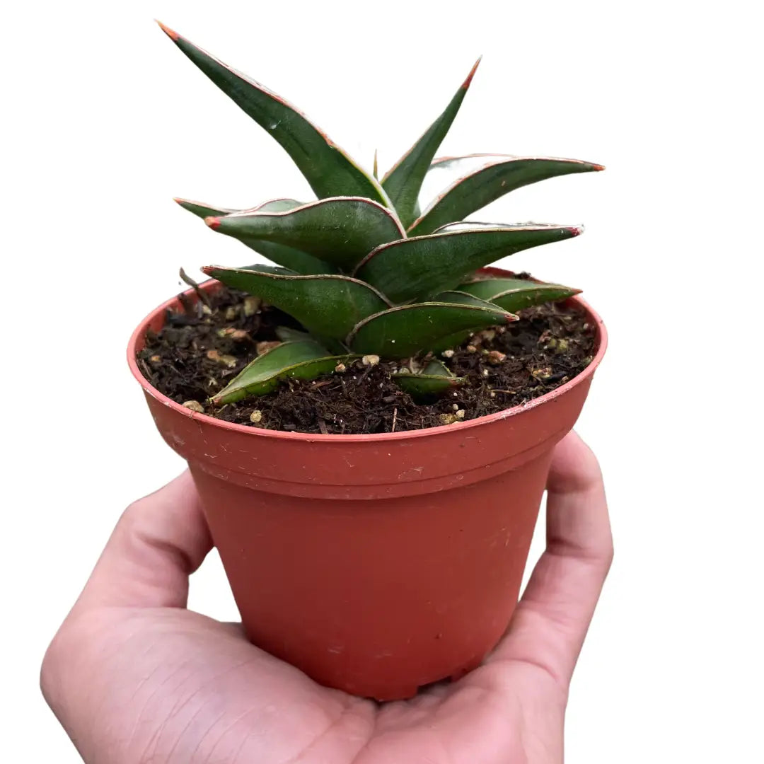 Snake ’Lavranos’ - House Plant Shop