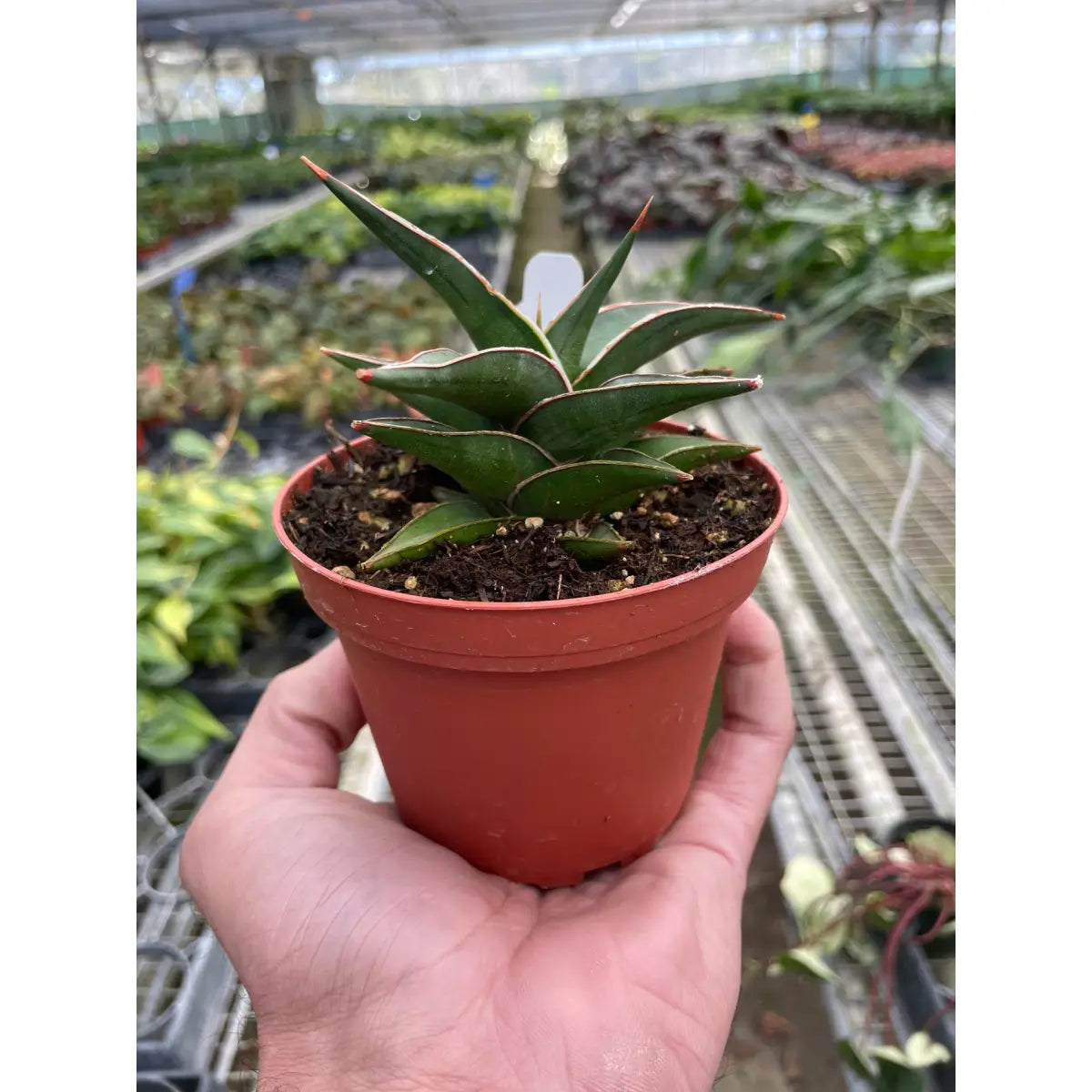 Snake ’Lavranos’ - House Plant Shop