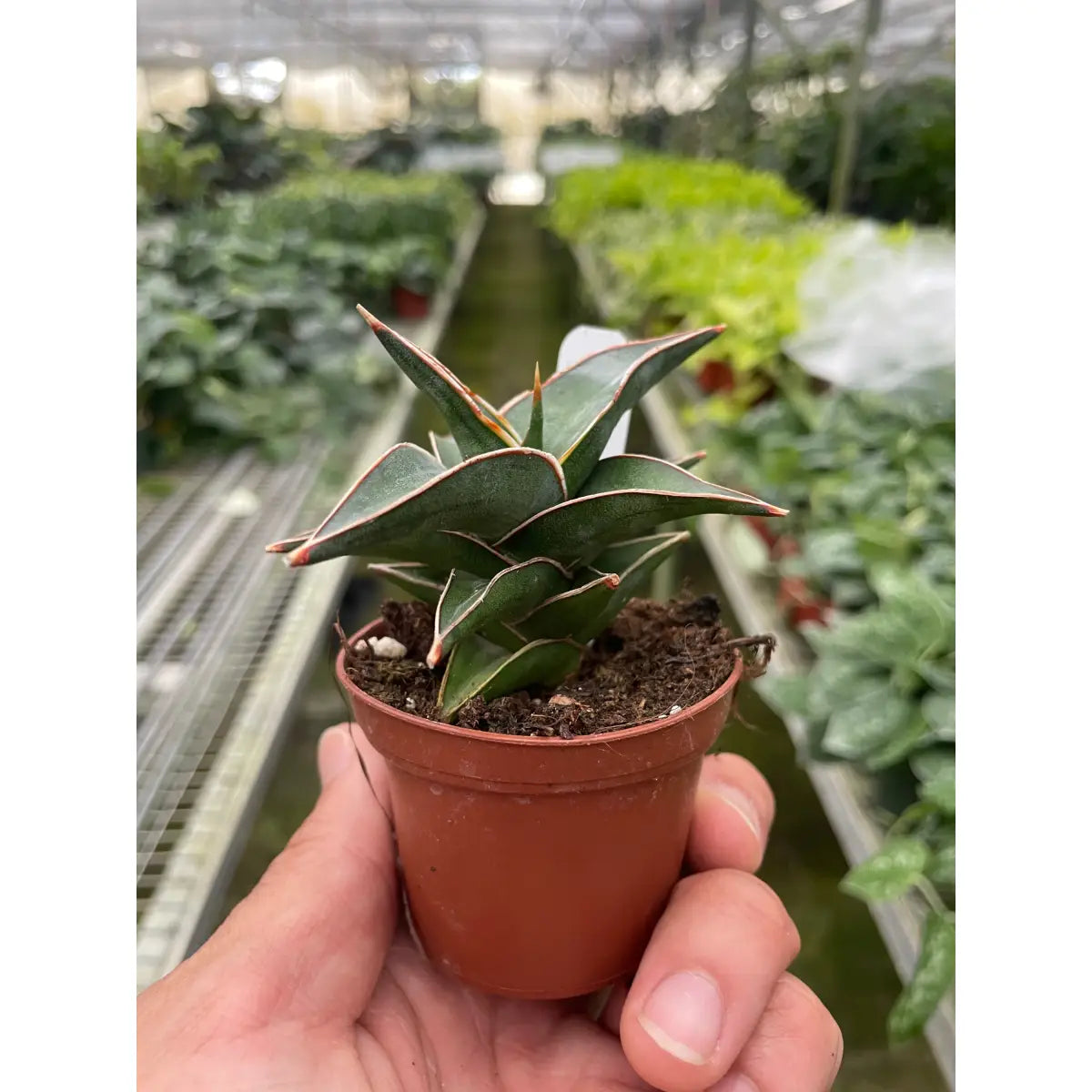 Snake ’Lavranos’ - House Plant Shop