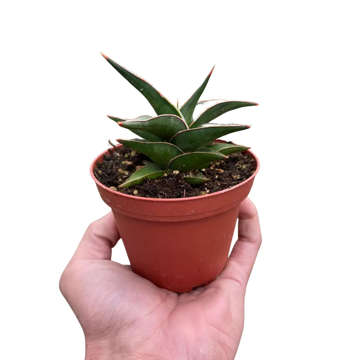 Snake ’Lavranos’ - House Plant Shop