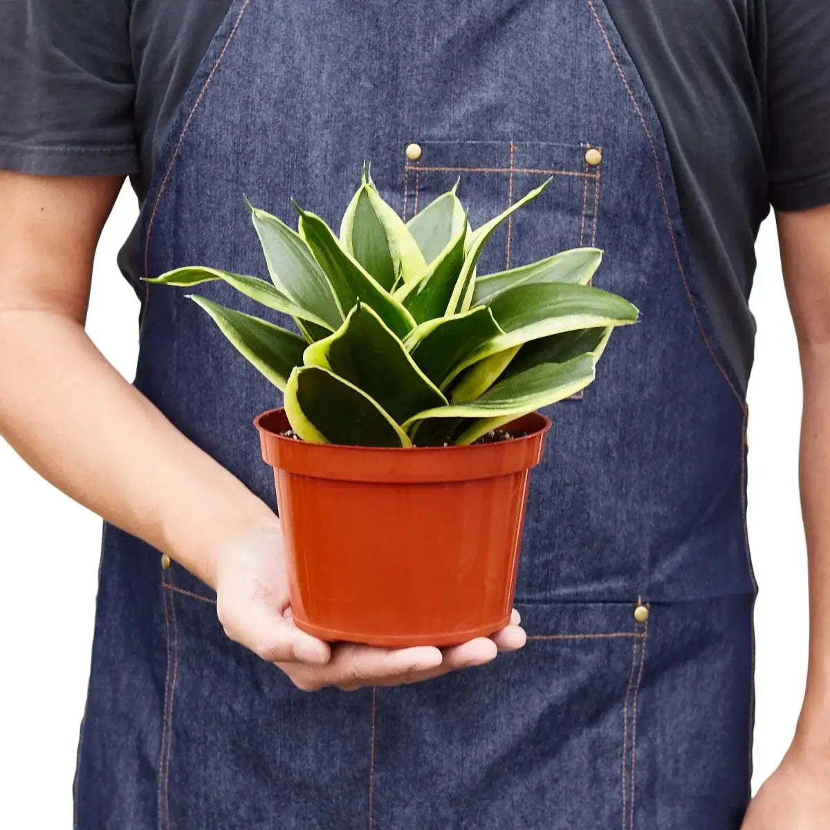 Snake Plant - Black Gold - House Plant Shop