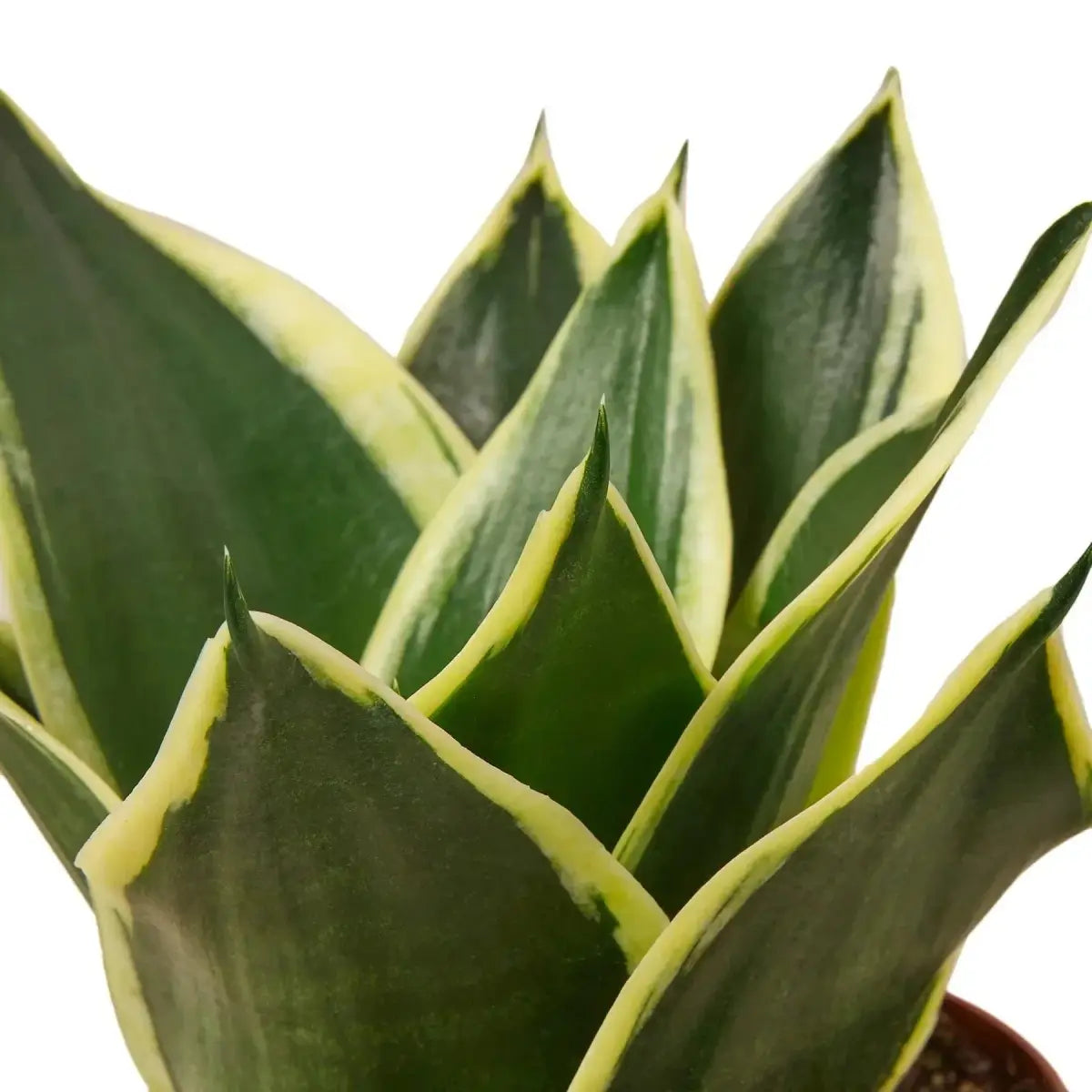 Snake Plant - Black Gold - 2’’ Pot - House Plant Shop