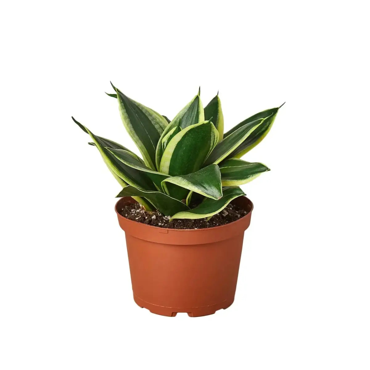 Snake Plant - Black Gold - House Plant Shop