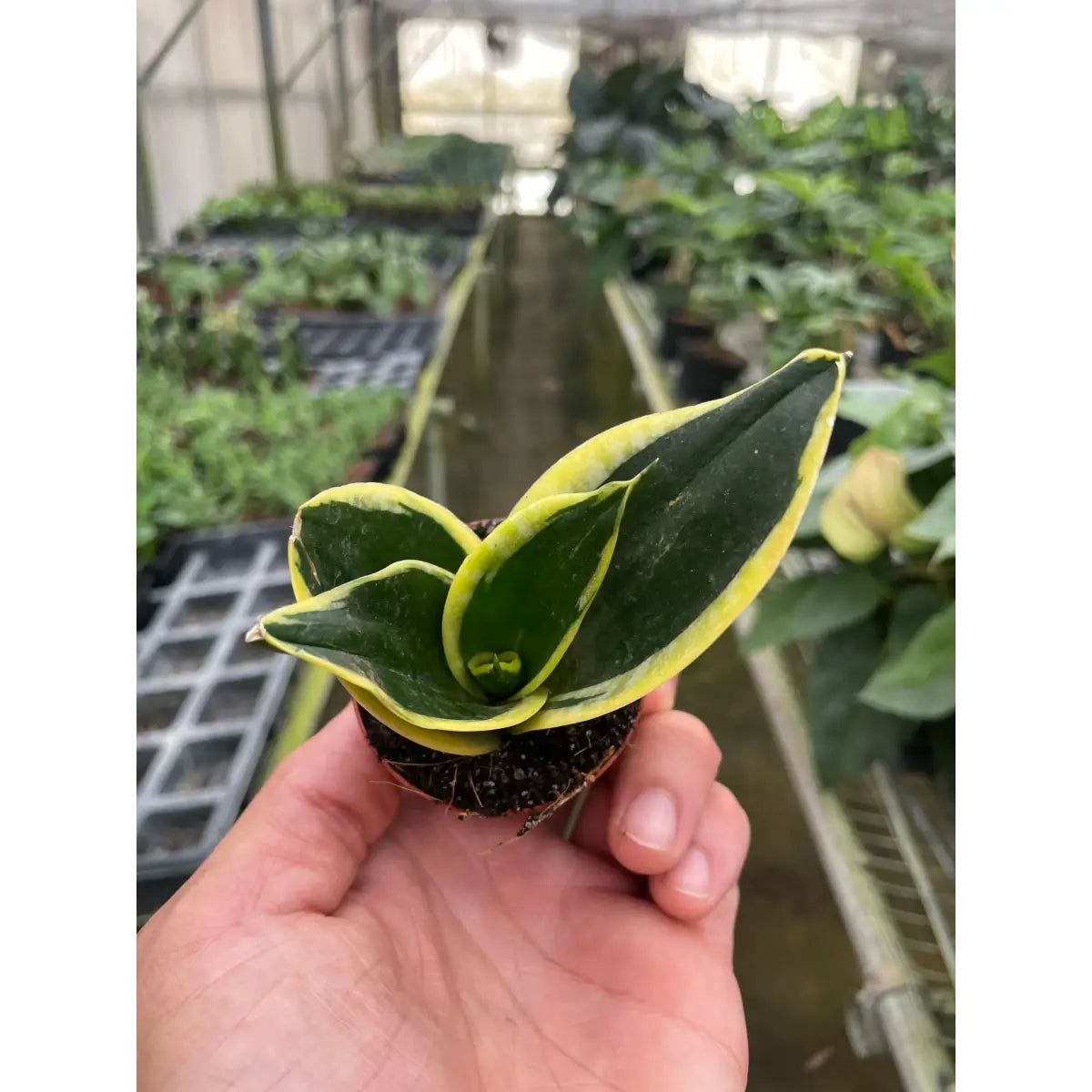 Snake Plant - Black Gold - House Plant Shop