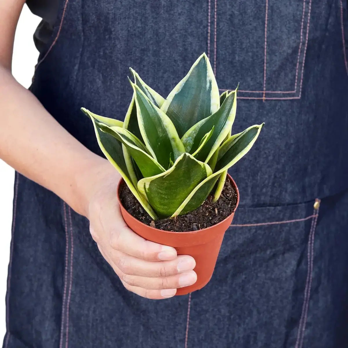 Snake Plant - Black Gold - House Plant Shop
