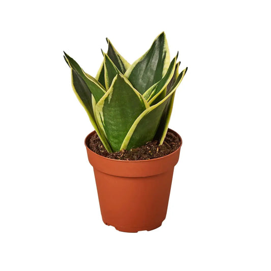 Snake Plant Black Gold - Nursery Pot 4-inch - 4’’ Pot - House Plant Shop