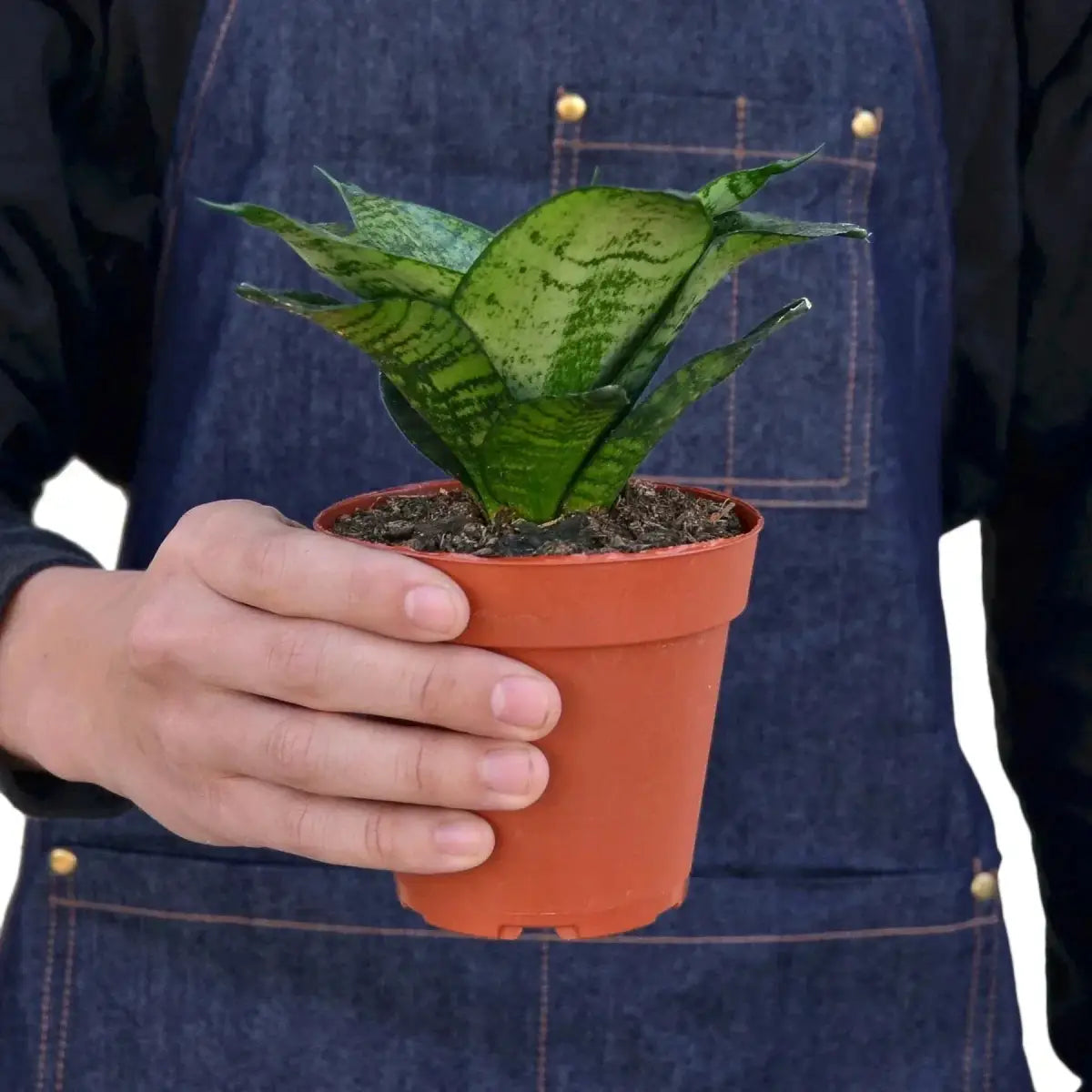 Snake Plant - Black Robusta - House Plant Shop