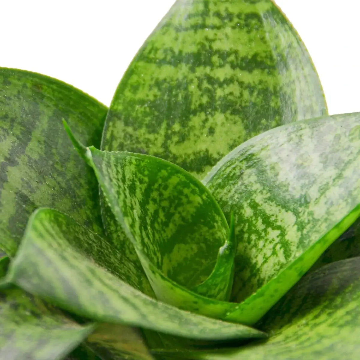 Snake Plant - Black Robusta - 3’’ Pot - House Plant Shop