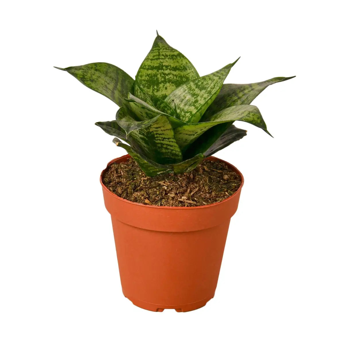 Snake Plant - Black Robusta - House Plant Shop