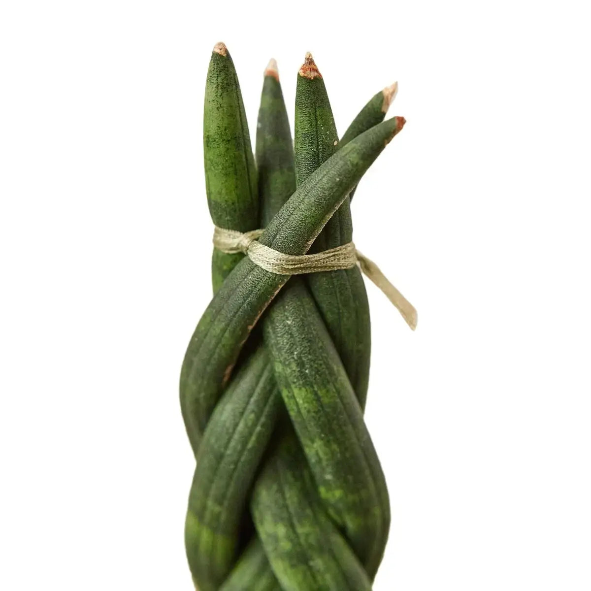 Snake Plant Braided - House Plant Shop