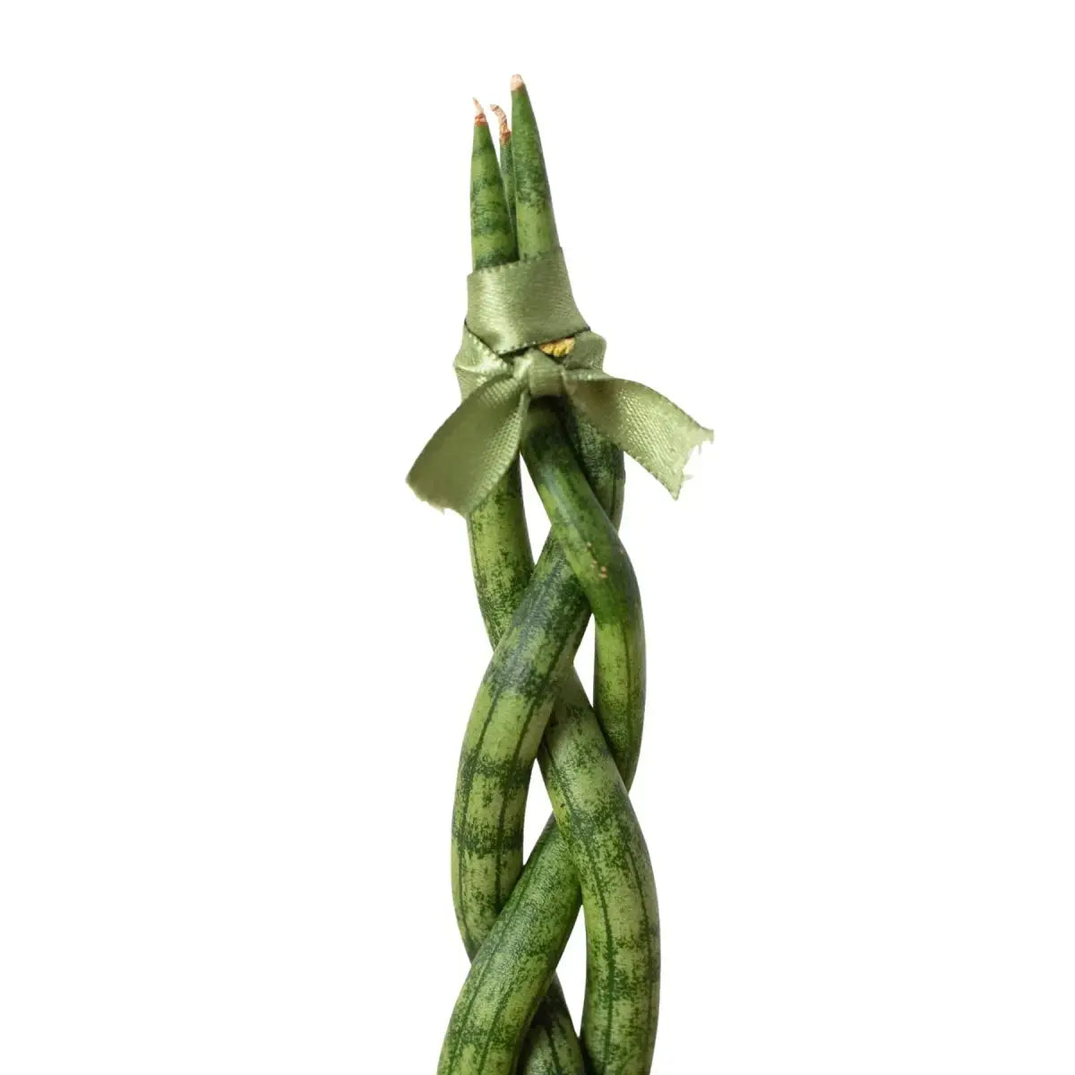 Snake Plant Braided - House Plant Shop