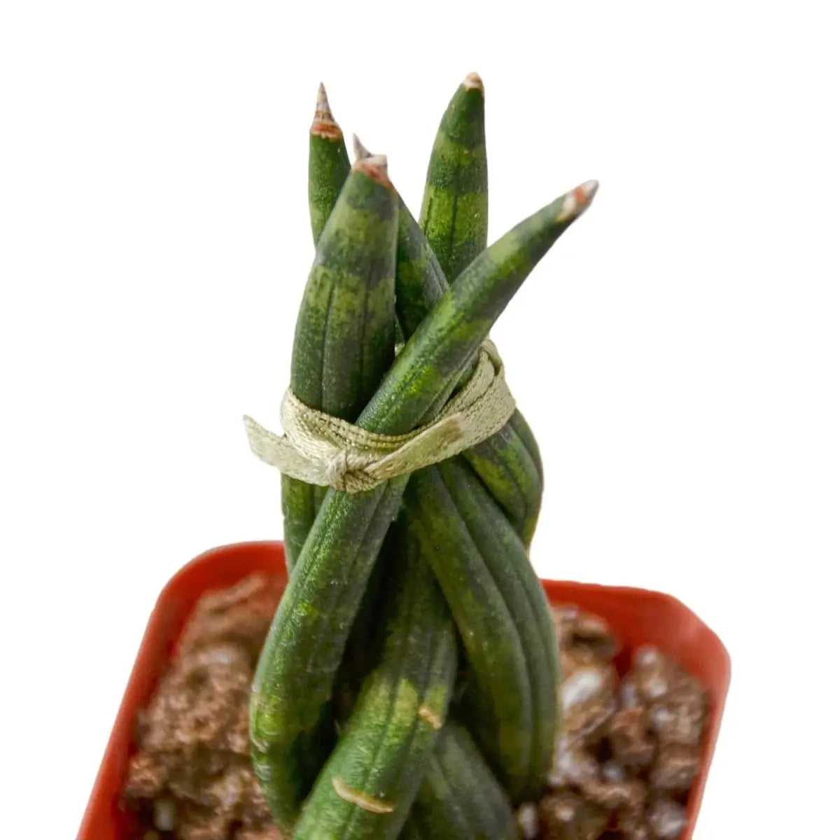 Snake Plant Braided - House Plant Shop
