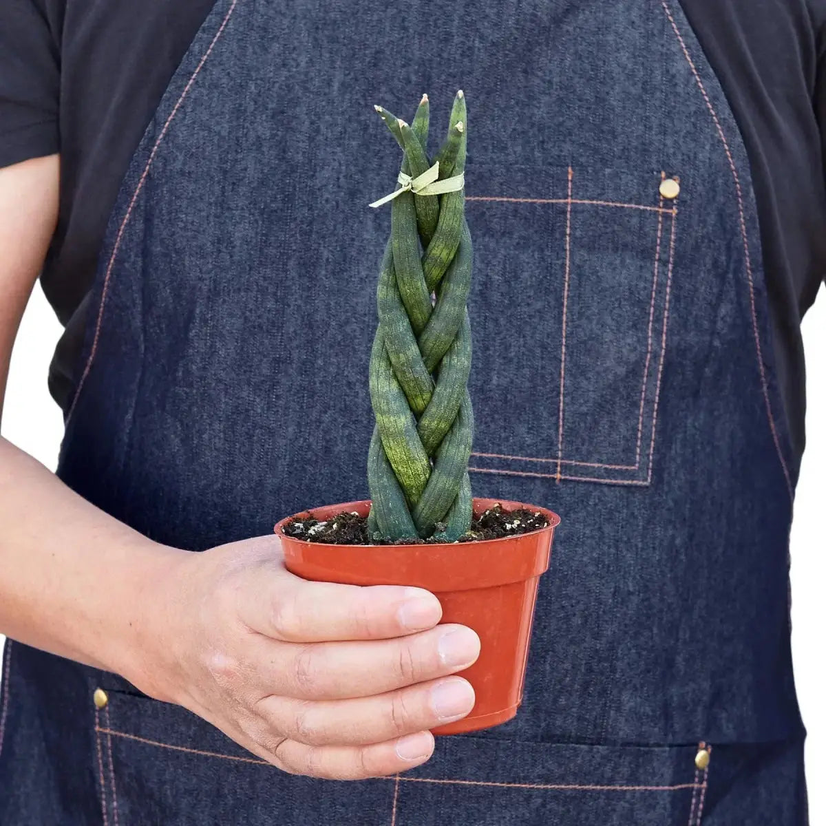 Snake Plant Braided - House Plant Shop