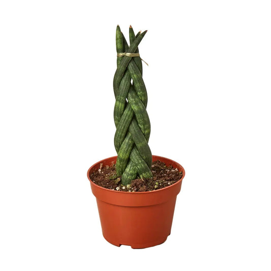 Snake Plant - Braided - House Plant Shop