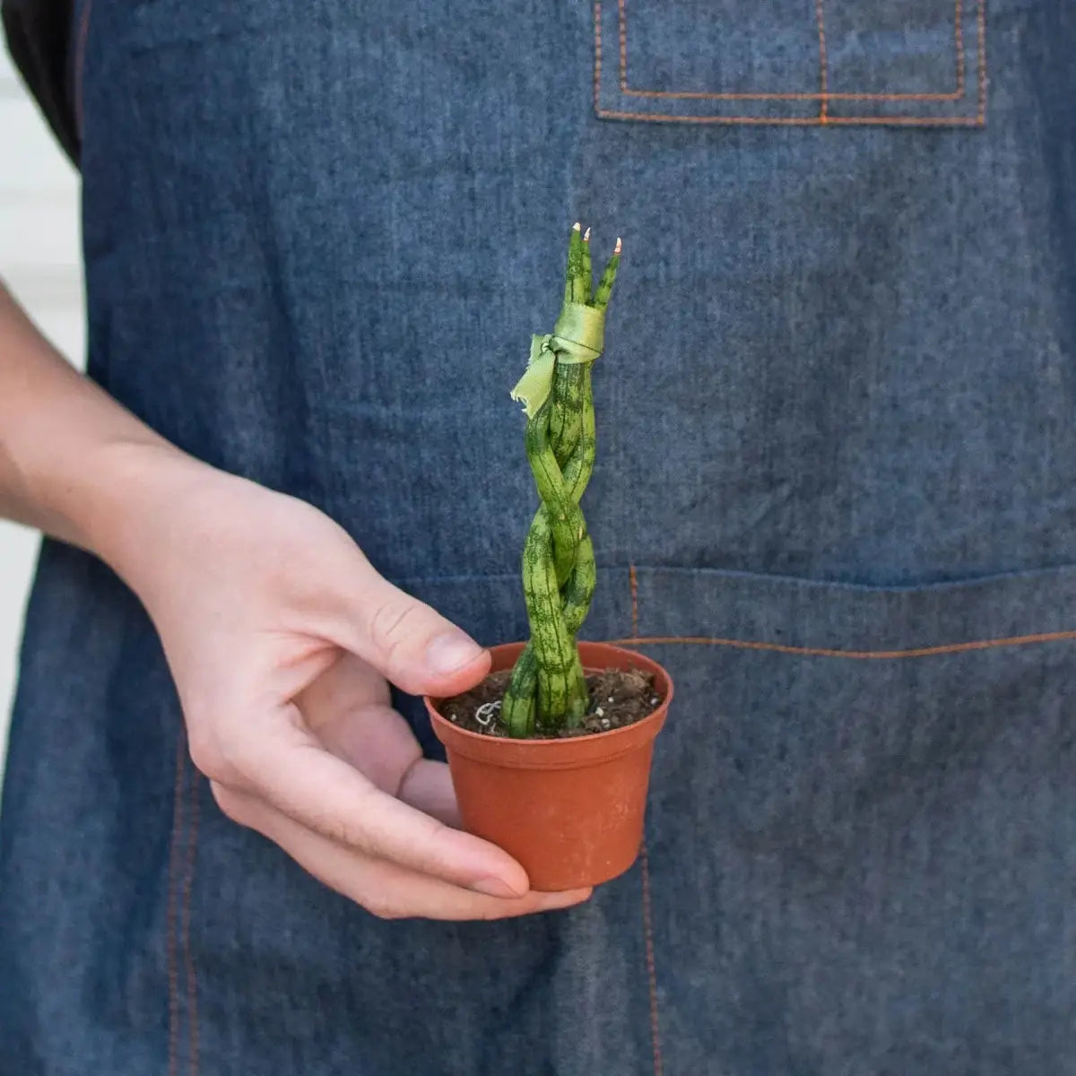 Snake Plant Braided - House Plant Shop