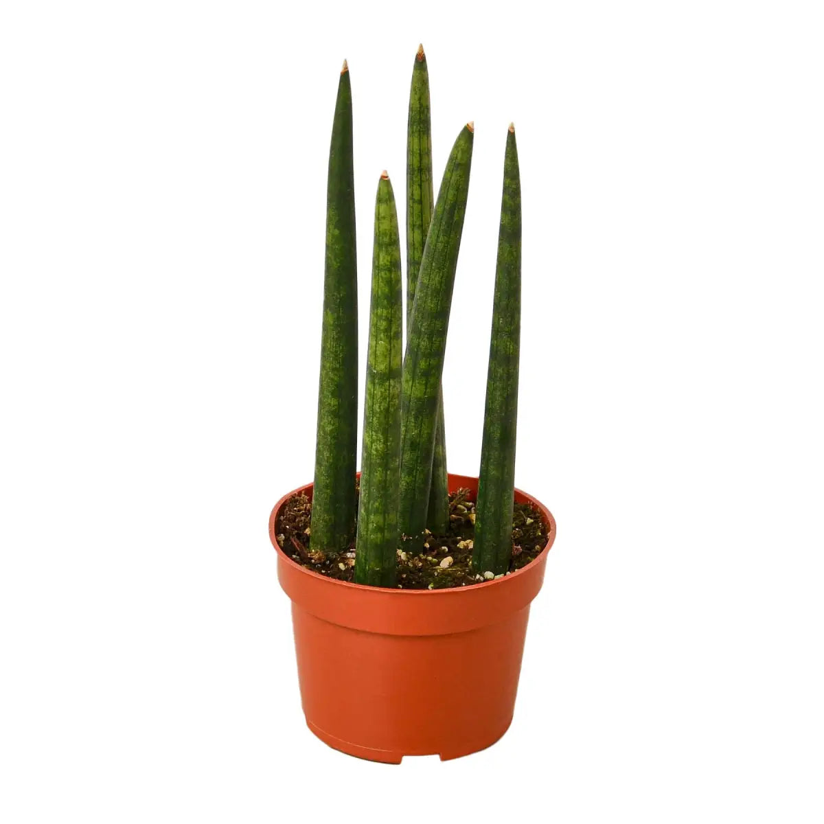 Snake Plant Cylindrica - House Plant Shop