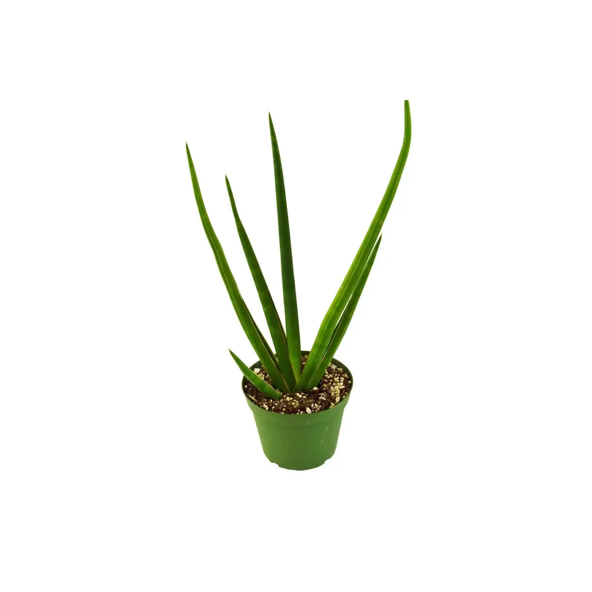 Snake Plant Cylindrica - House Plant Shop