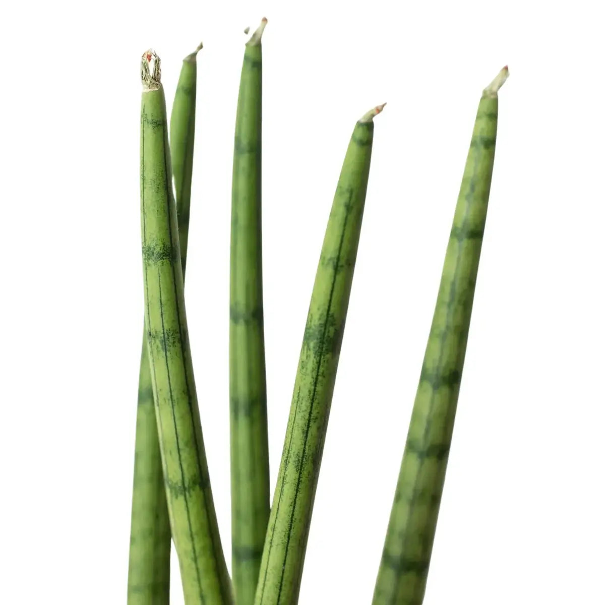 Snake Plant Cylindrica - House Plant Shop