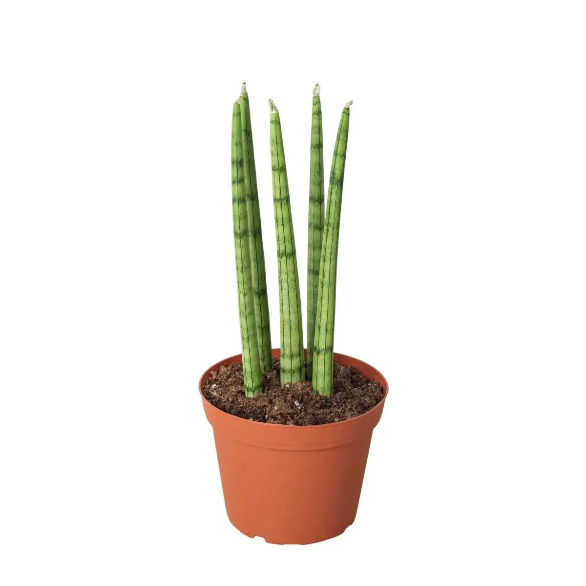 Snake Plant Cylindrica - House Plant Shop