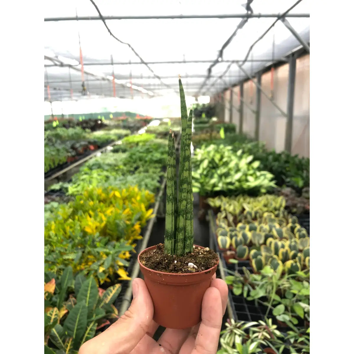 Snake Plant Cylindrica - House Plant Shop