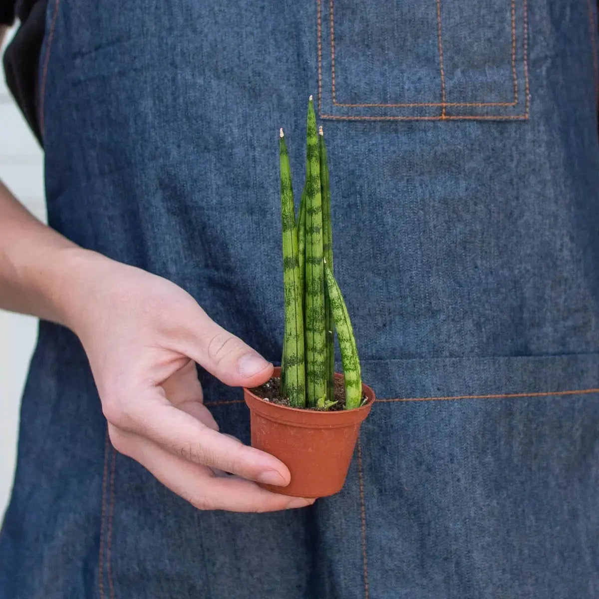 Snake Plant Cylindrica - House Plant Shop