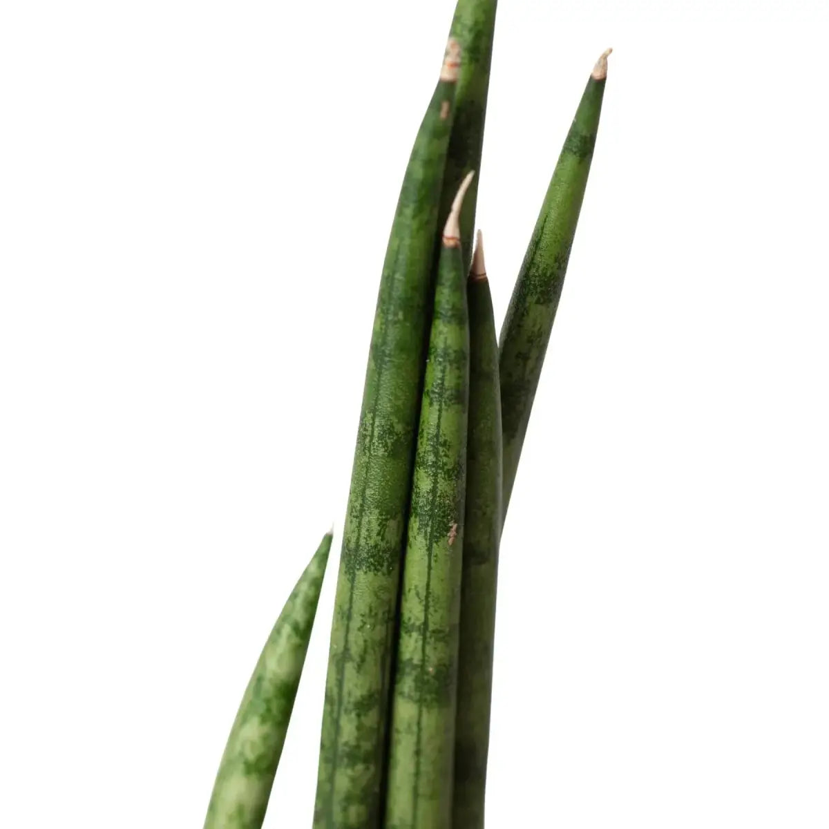 Snake Plant Cylindrica - House Plant Shop