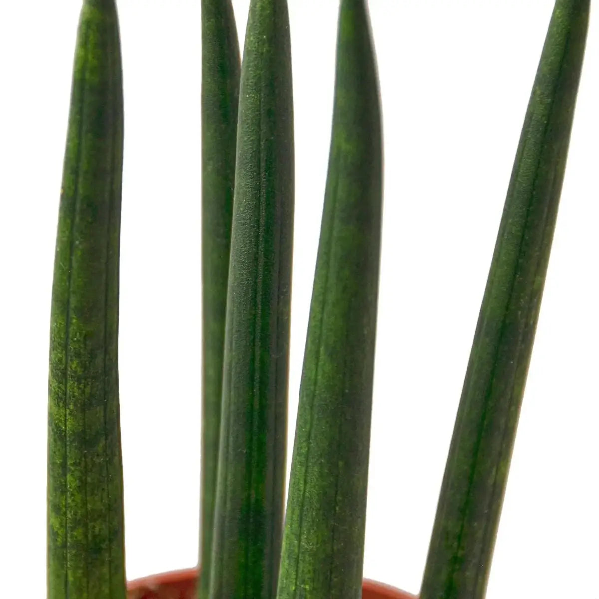 Snake Plant Cylindrica - House Plant Shop