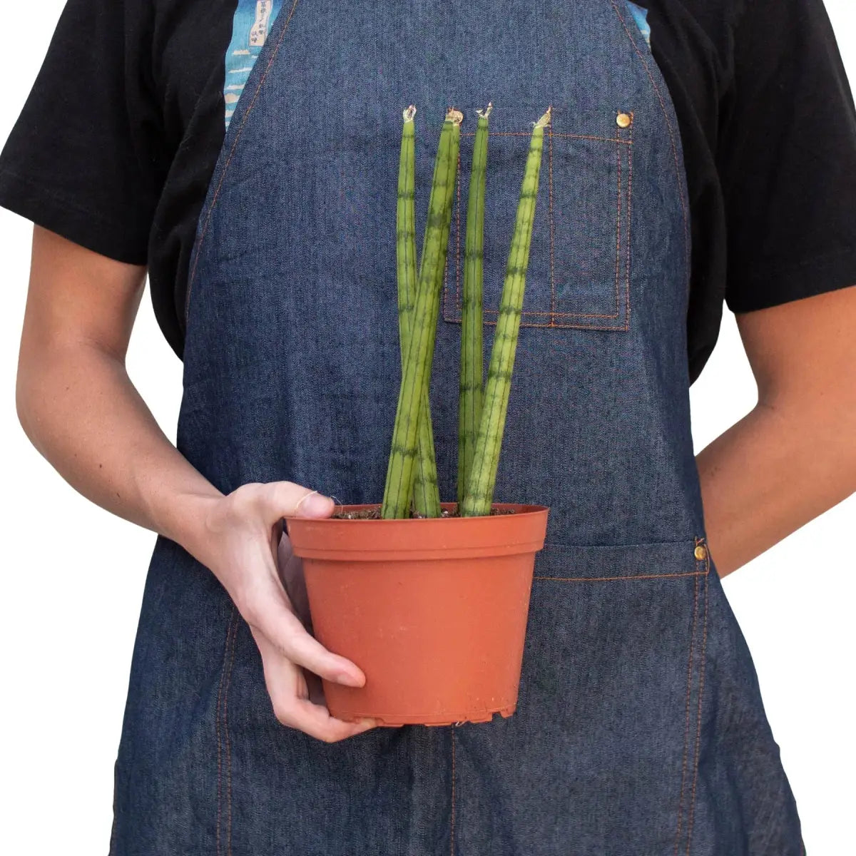 Snake Plant Cylindrica - House Plant Shop