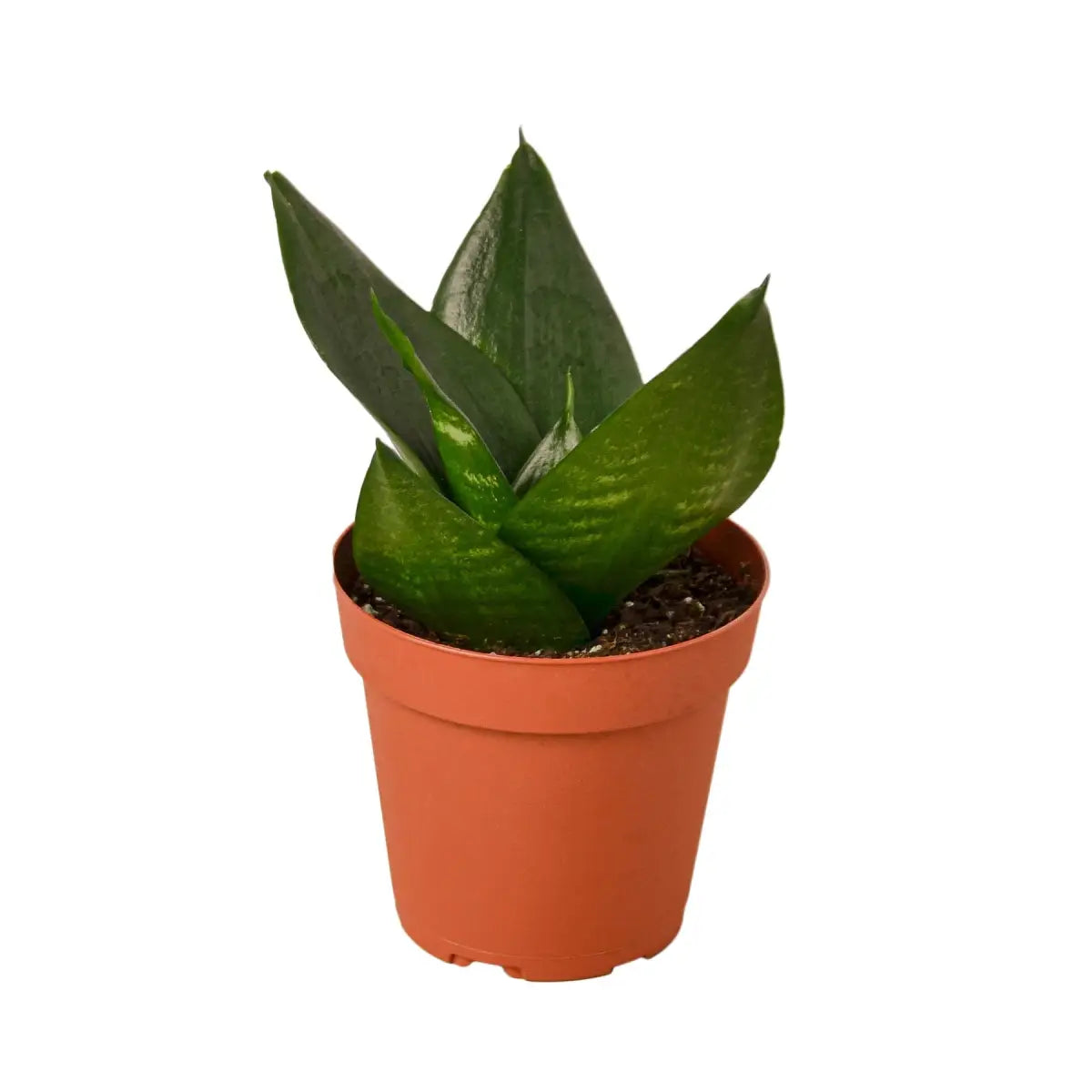 Snake Plant - Jade - House Plant Shop