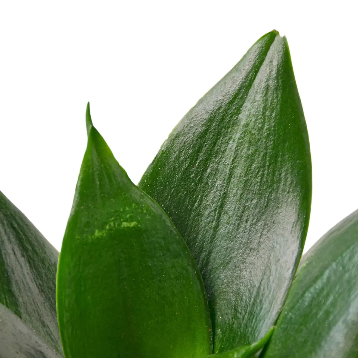 Snake Plant - Jade - 3’’ Pot - House Plant Shop