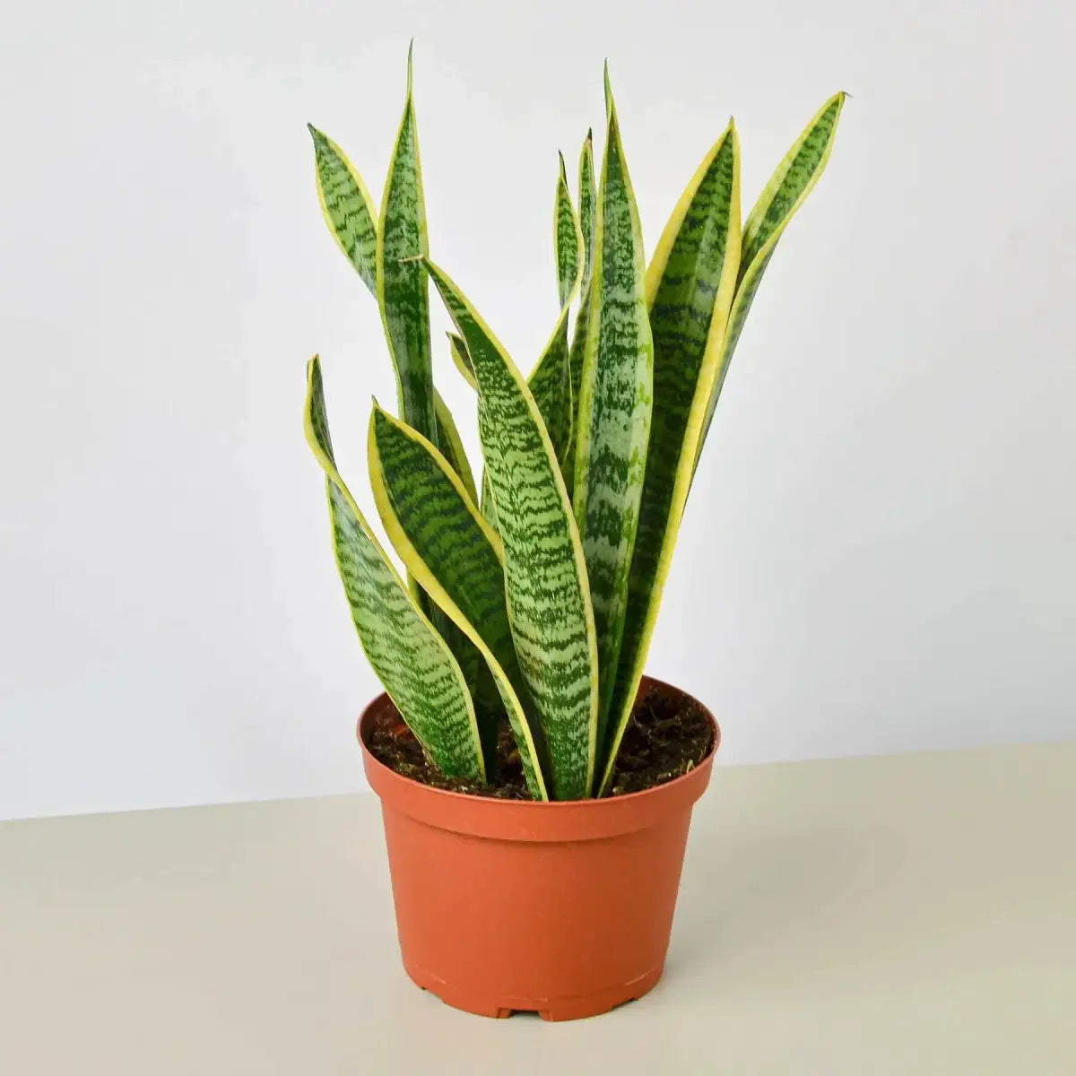 Snake Plant - Laurentii - House Plant Shop