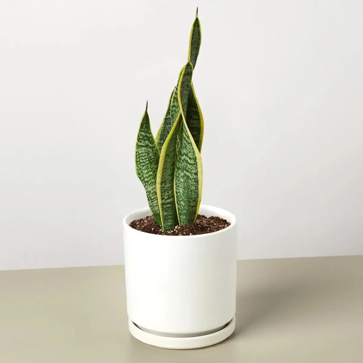 Snake Plant - Laurentii - House Plant Shop