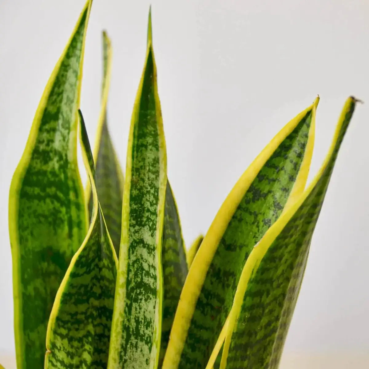 Snake Plant - Laurentii - House Plant Shop