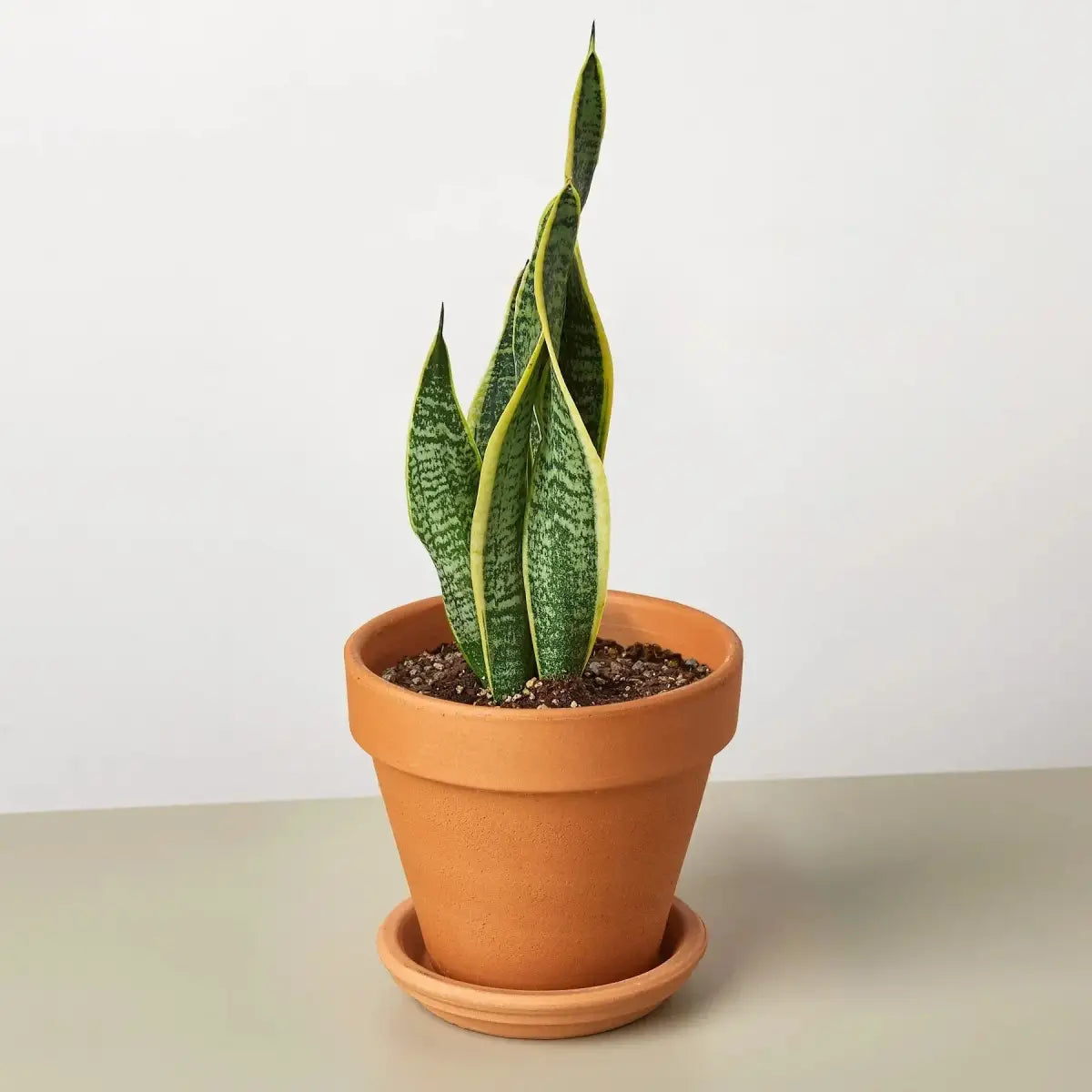 Snake Plant - Laurentii - House Plant Shop
