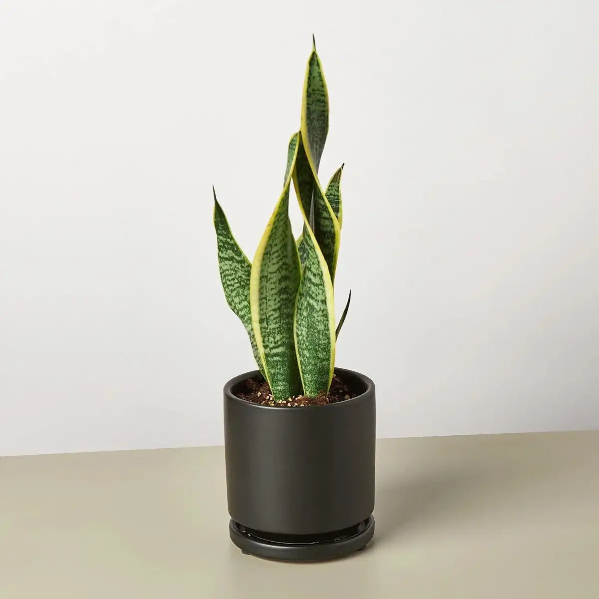 Snake Plant - Laurentii - House Plant Shop