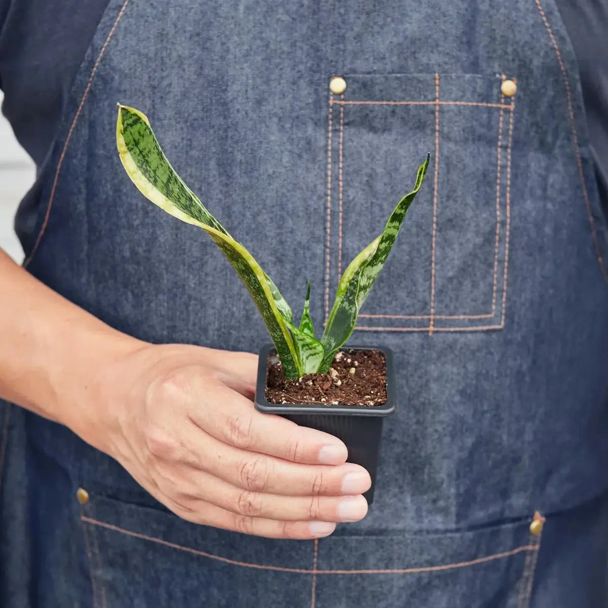 Snake Plant - Laurentii - House Plant Shop