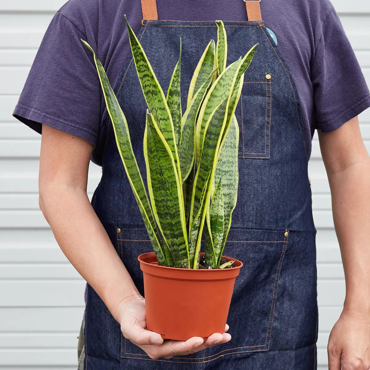 Snake Plant - Laurentii - House Plant Shop