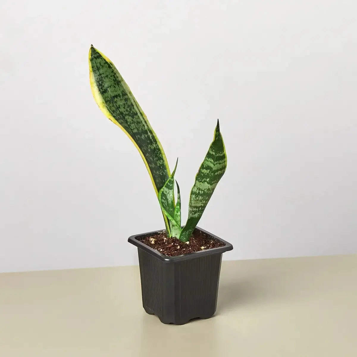 Snake Plant - Laurentii - House Plant Shop
