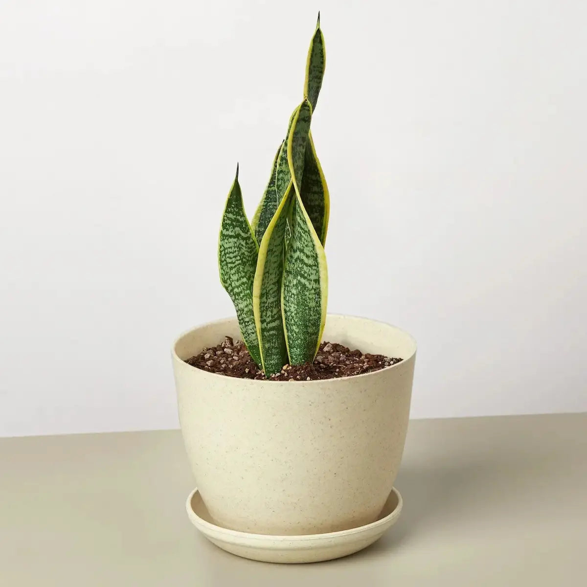 Snake Plant - Laurentii - House Plant Shop