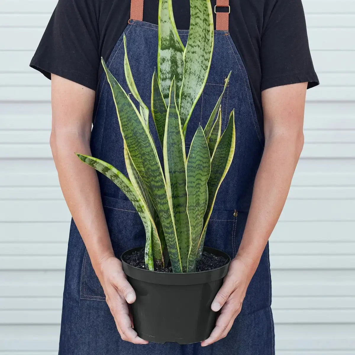 Snake Plant - Laurentii - House Plant Shop