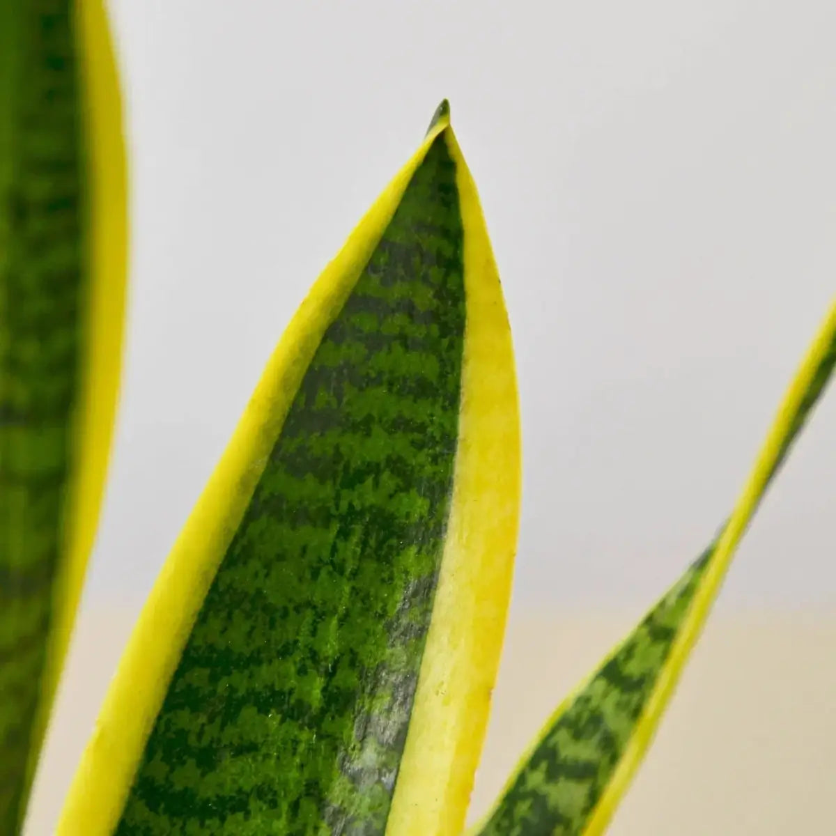 Snake Plant - Laurentii - 3’’ Pot / Nursery Pot - House Plant Shop