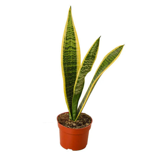 Snake Plant - Laurentii - House Plant Shop