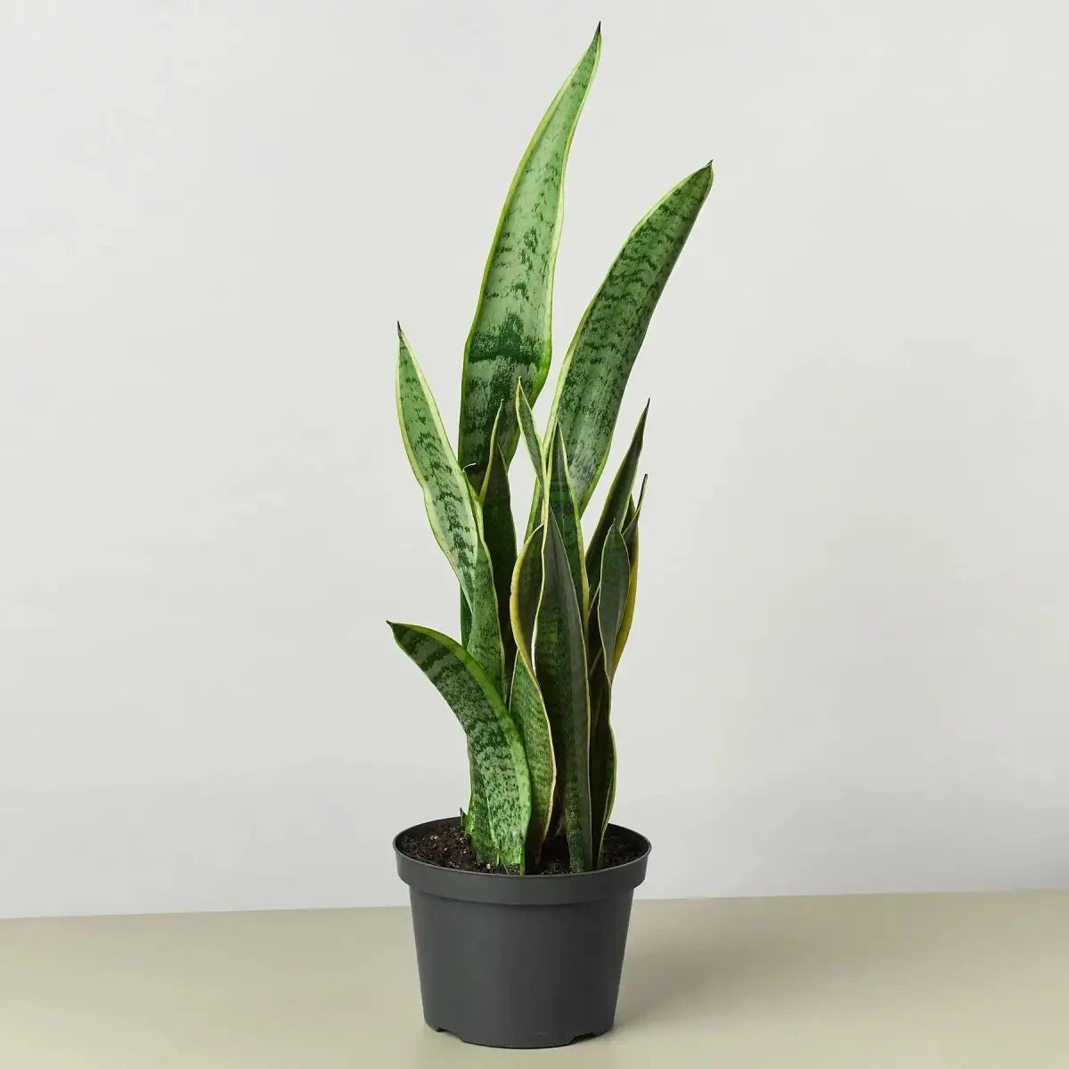 Snake Plant - Laurentii - House Plant Shop